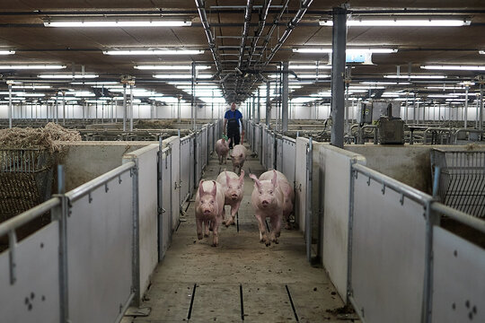 Pigs Running Around The Farm