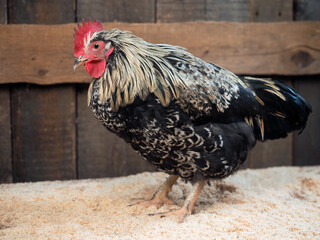 Beautiful young cock in the chicken coop