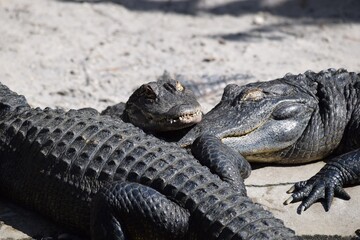 alligators