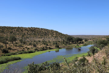 Afrikanischer Elefant im N'waswitsontso River/ African elephant in N'waswitsontso River / Loxodonta africana
