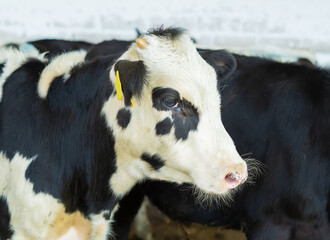 A small spotted calf on a livestock farm. Farm animal. Cute young black and white calf on a cow farm. Soft focus