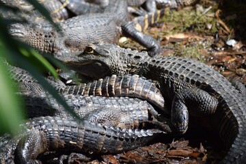 Fototapeta premium baby alligators