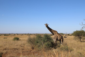 Giraffe / Giraffe / Giraffa Camelopardalis