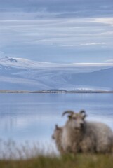 Fototapeta premium Vatnajökull view from Stokksnes, Iceland