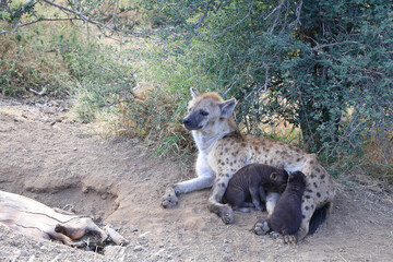 Obraz premium Tüpfelhyäne / Spotted Hyaena / Crocuta crocuta.