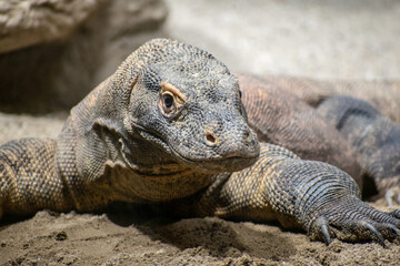 Close up of a komodo dragon