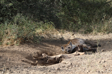 Tüpfelhyäne / Spotted Hyaena / Crocuta crocuta.