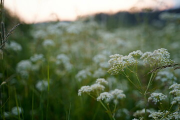 zieleń kwiaty  © Szymon