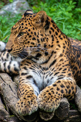 Fototapeta na wymiar Leopard resting on a tree, forest background