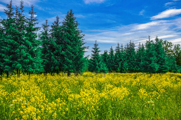 Spruce forest in a blooming meadow