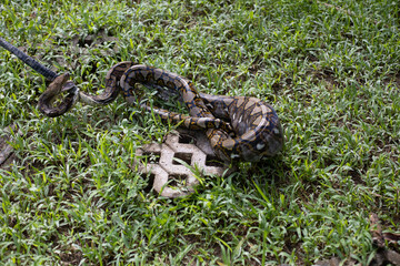 Small reticulated python (Python reticulatus) has just eaten chicken - 396647589