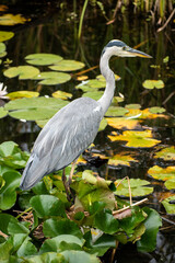 Close up of a grey heron