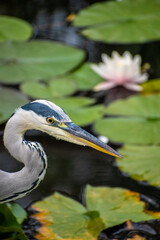 Close up of a grey heron