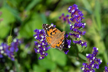 Vanessa cardui butterfly in purple flowers macro insect nature close up summer