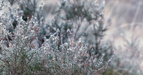 Frosen plants and grass, winter season in scandinavia, horizontal