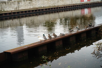 kaczki rzeka woda © Szymon