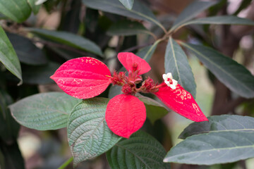 Beautiful red and white Christmas flower plants