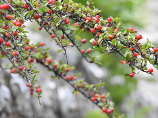 Branches with red rowan