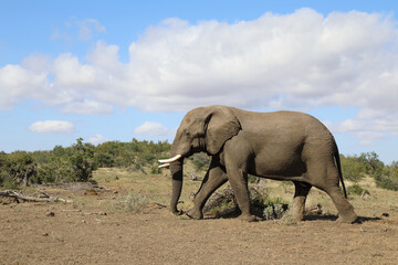 Fototapeta premium Afrikanischer Elefant / African elephant / Loxodonta africana