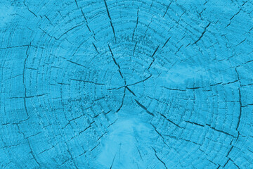 Light blue background. Wood texture. Wood background. Tree section.