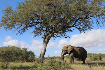 Fototapeta premium Afrikanischer Elefant / African elephant / Loxodonta africana