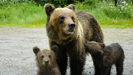 Fototapeta premium Mother bear breastfeeding one of her two cubs. Fagaras Mountains, Romania.