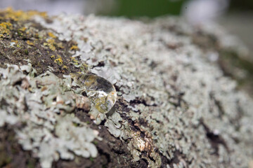 liquen en el árbol