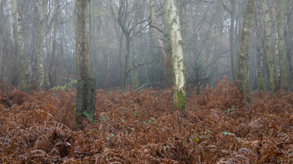 Woodland autumn colours in the mist