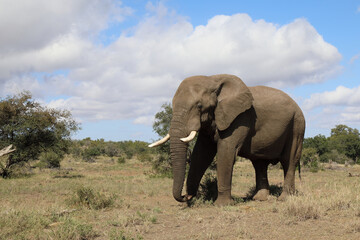 Obraz premium Afrikanischer Elefant / African elephant / Loxodonta africana