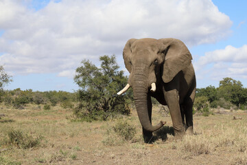 Obraz premium Afrikanischer Elefant / African elephant / Loxodonta africana