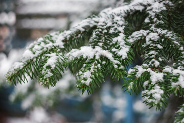 Christmas tree branch in the snow close-up with a copy of the space. Snow spruce branch.