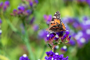 Vanessa cardui butterfly in purple flowers macro insect nature close up summer