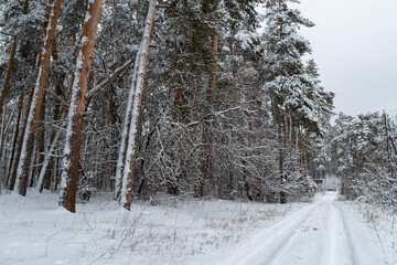 Road through frozen forest with snow. Winter landscape