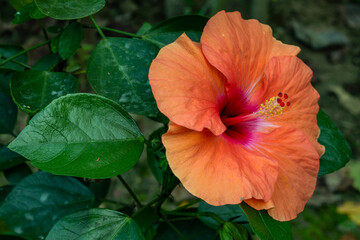 Light Pink and Red Hibiscus rosa-sinensis as China rose