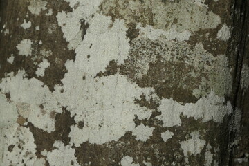 texture bois