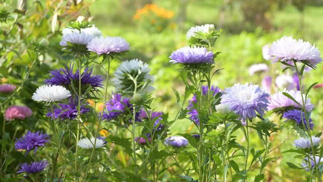 Colourful purple violet colour asters flowers in green grass bowing swinging wind light breeze summer or spring day sunny midday. Colourful artistic video, sideview footage, nature revival concept
