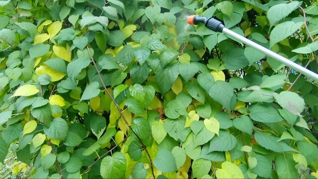 Treatment of Actinidia leaves from pests. Spray on the leaves of the plant, protection from insects, pests and parasites