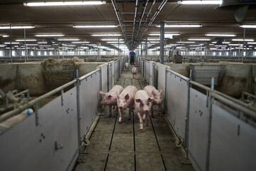 Pigs running around the farm