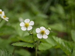 Small white flowers of forest strawberries in the forest against the background of leaves and grass on a sunny spring day.