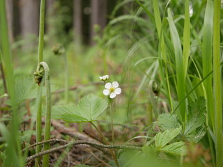 Small white flowers of forest strawberries in the forest against the background of leaves and grass on a sunny spring day.