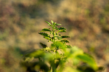 Green cherry fruit tree or flower plants that are very small