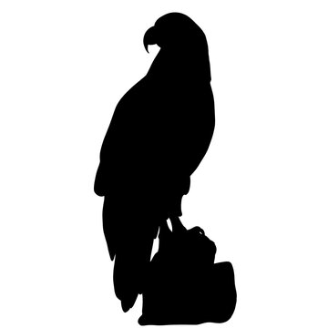 Icon of eagle silhouette. Black illustration of predatory bird