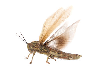 The Egyptian grasshopper or Egyptian locust isolated on white background, Anacridium aegyptium - obrazy, fototapety, plakaty