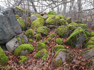 Large stone boulders covered with green moss on a cloudy rainy autumn day