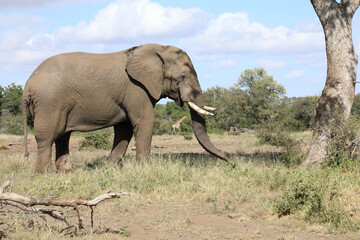 Afrikanischer Elefant / African elephant / Loxodonta africana