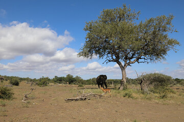 Fototapeta na wymiar Schwarzfersenantilope und Afrikanischer Elefant / Impala and African elephant / Aepyceros melampus et Loxodonta africana