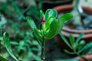 Adenium obesum or Forssk Roem & Schult flowering plants