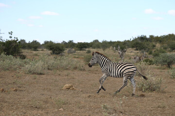 Obraz na płótnie Canvas Steppenzebra / Burchell's Zebra / Equus burchellii....