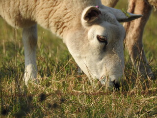 Naklejka na ściany i meble The sheep are eating grass