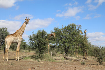 Giraffe / Giraffe / Giraffa Camelopardalis
